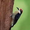 Datel cernolici - Melanerpes pucherani - Black-cheeked Woodpecker o4330